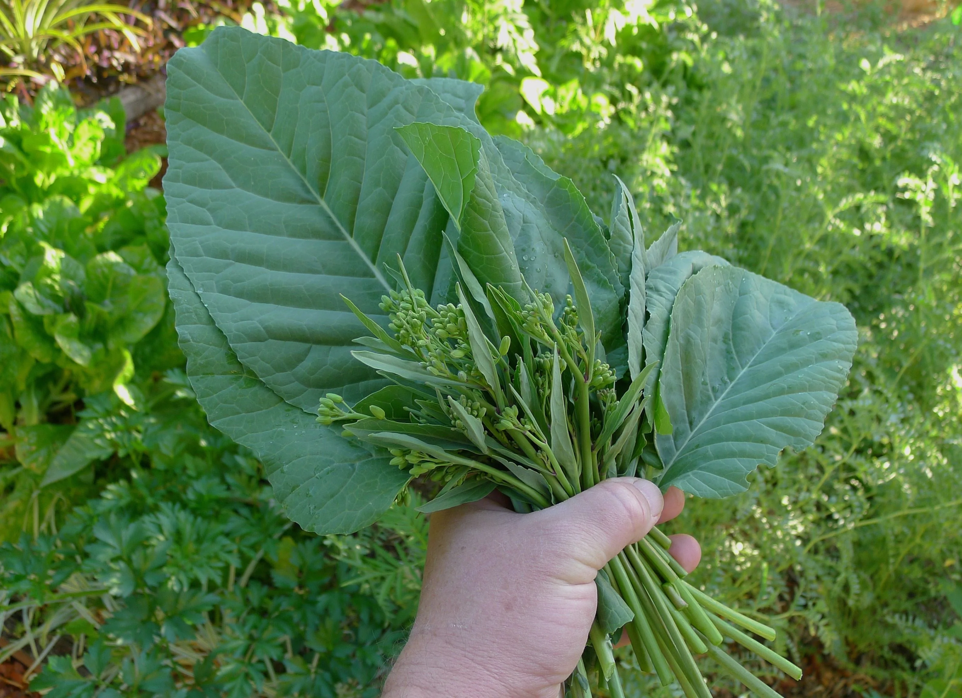 African Cabbage - Image 3