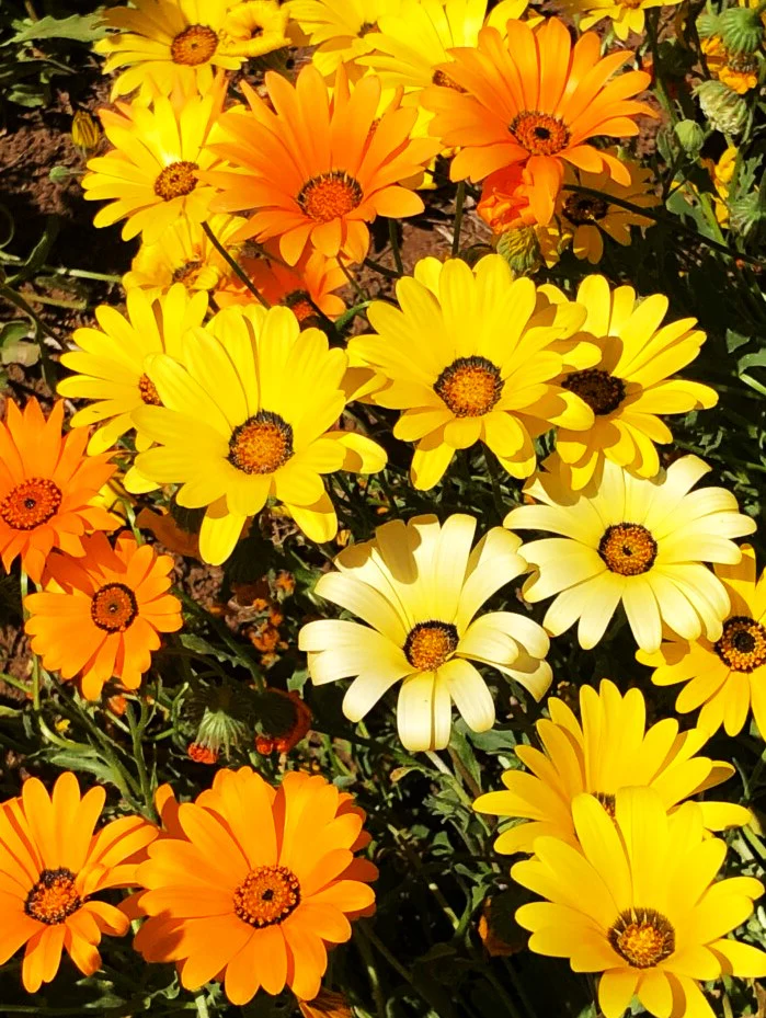 African Daisy Mix - Image 3