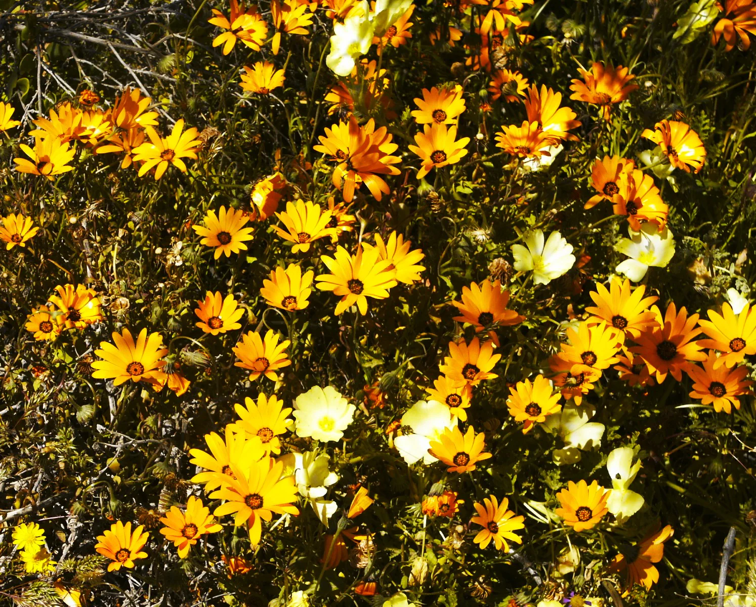 African Daisy Mix - Image 4