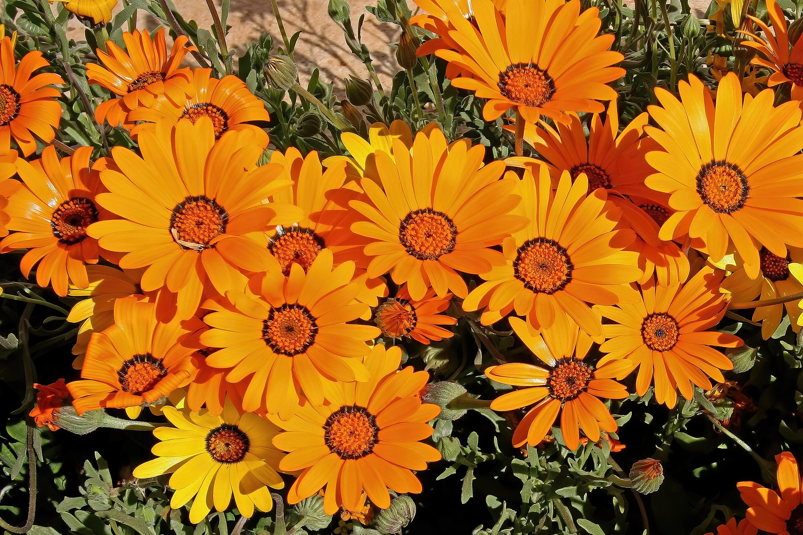 African Daisy Mix - Image 5
