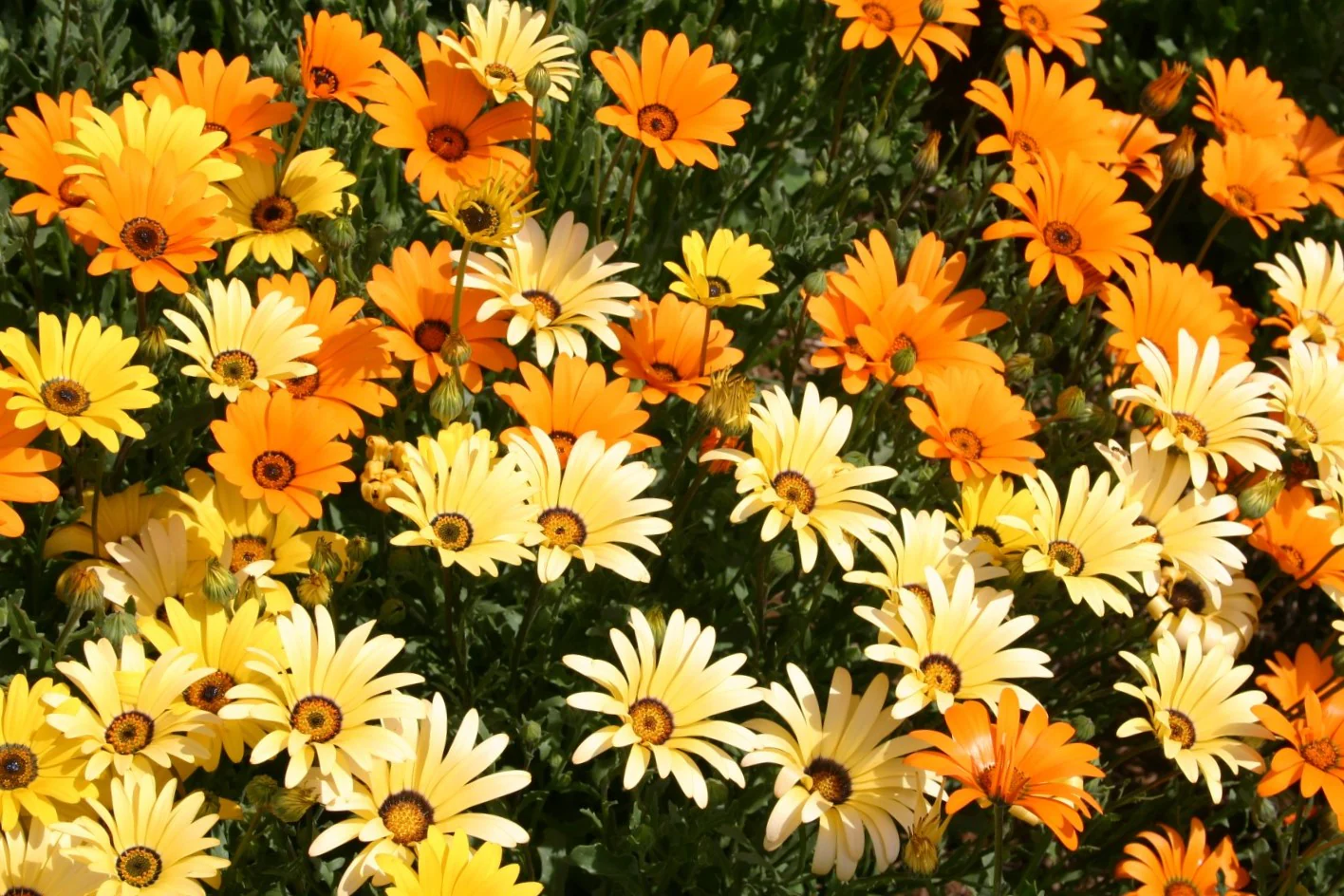 African Daisy Mix - Image 6