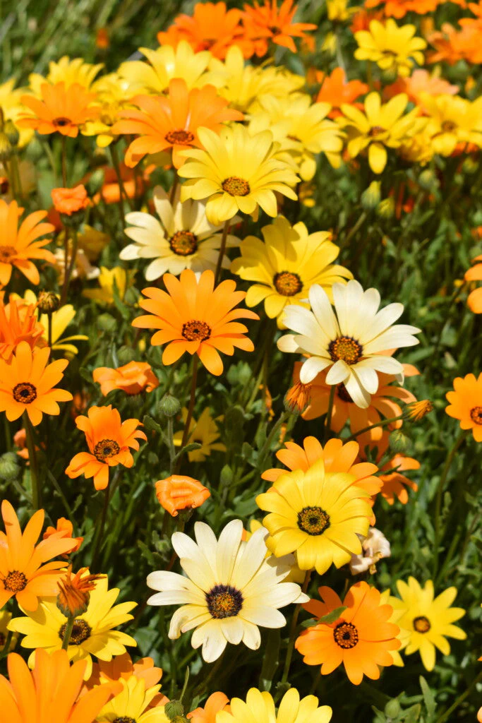 African Daisy Mix - Image 7