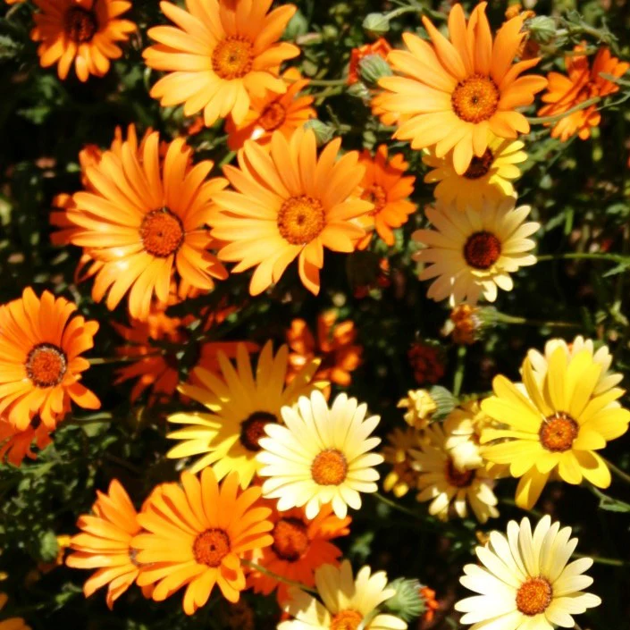 African Daisy Mix - Image 8