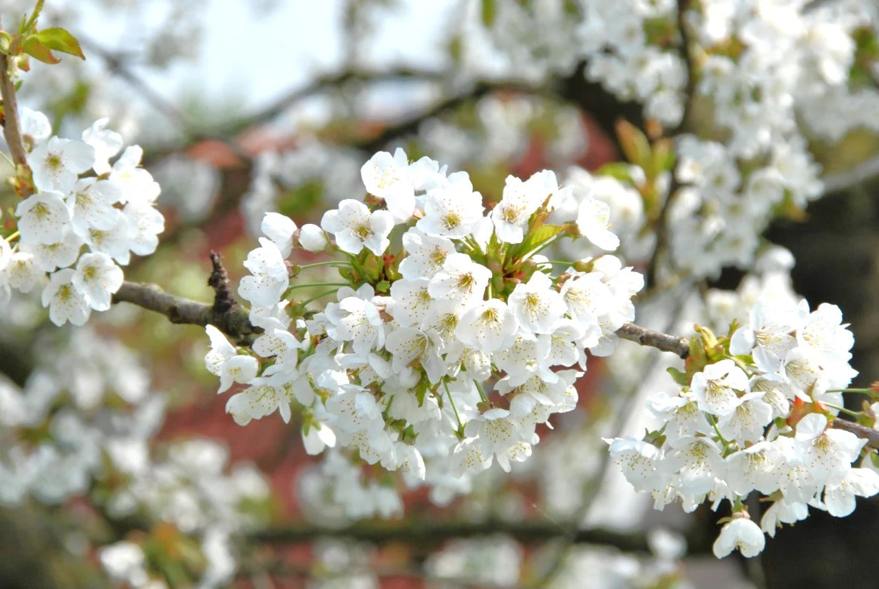 Sweet Red Cherry Tree - Image 3
