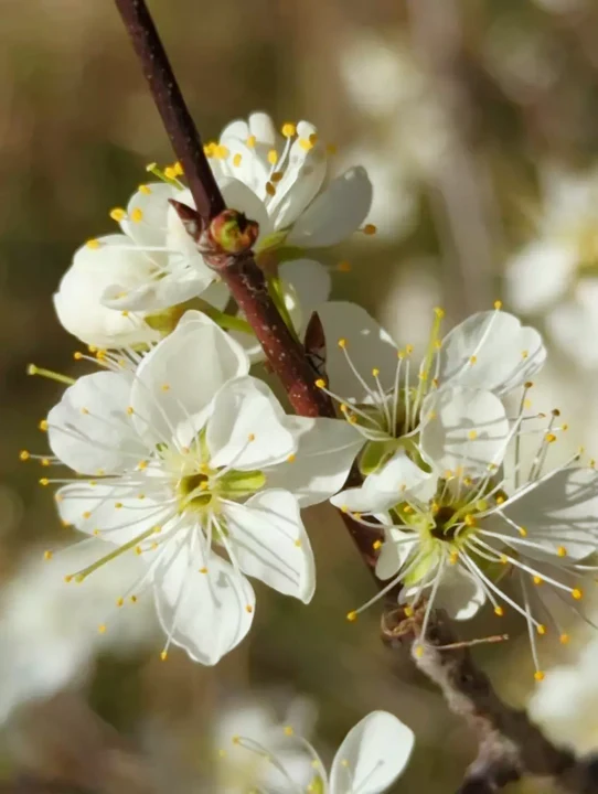 Sweet Red Cherry Tree - Image 4