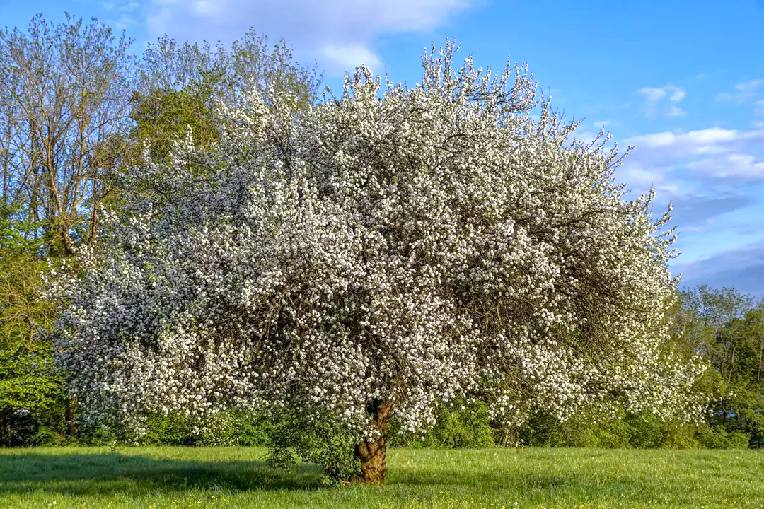 Sweet Red Cherry Tree - Image 5