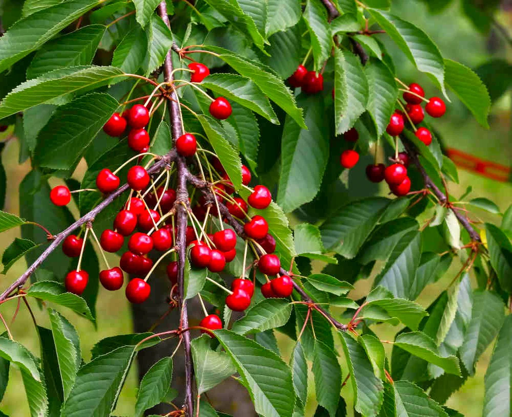 Sweet Red Cherry Tree - Image 6