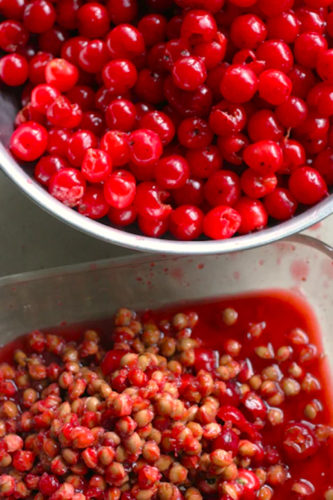Sweet Red Cherry Tree - Image 8