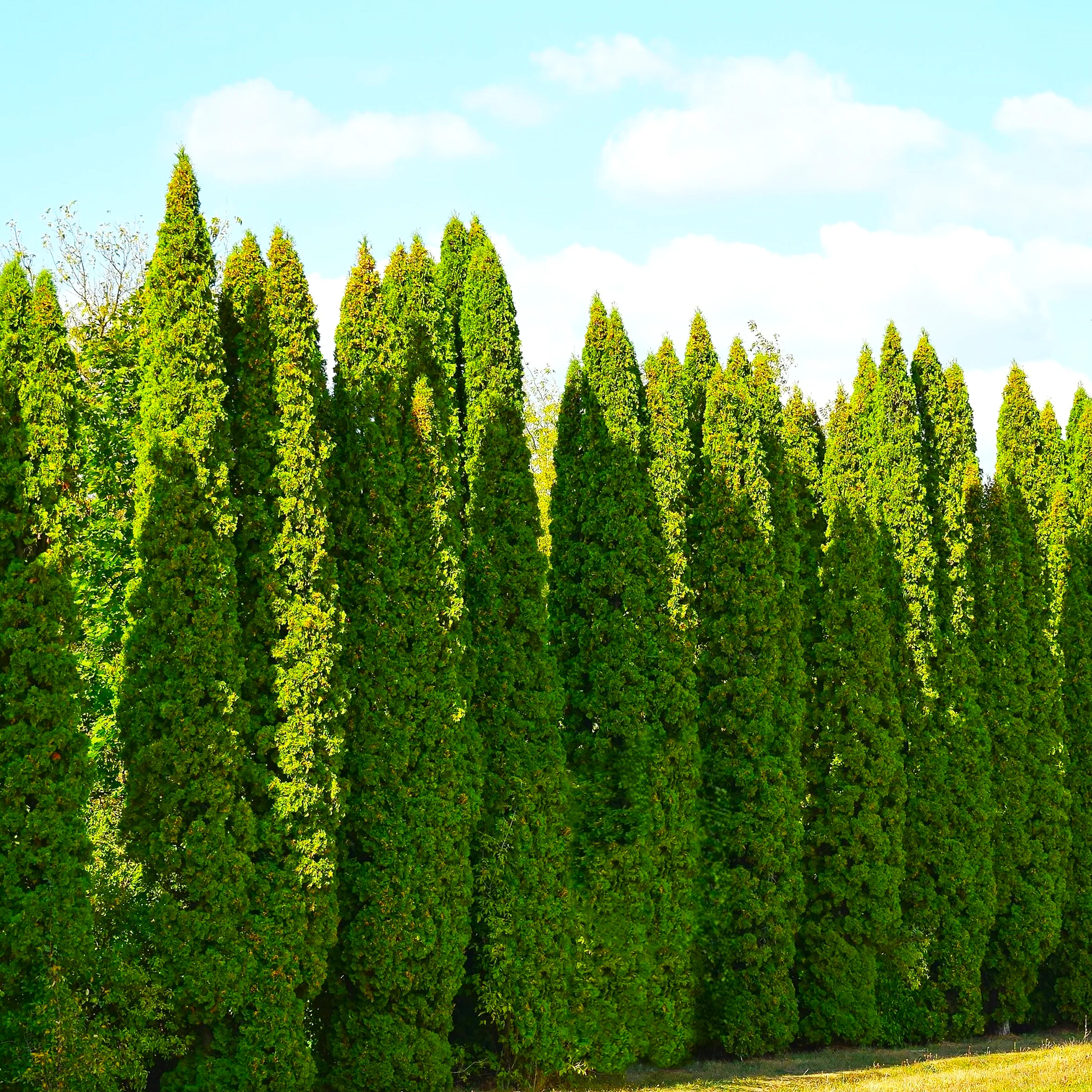 American Arborvitae (White Cedar)