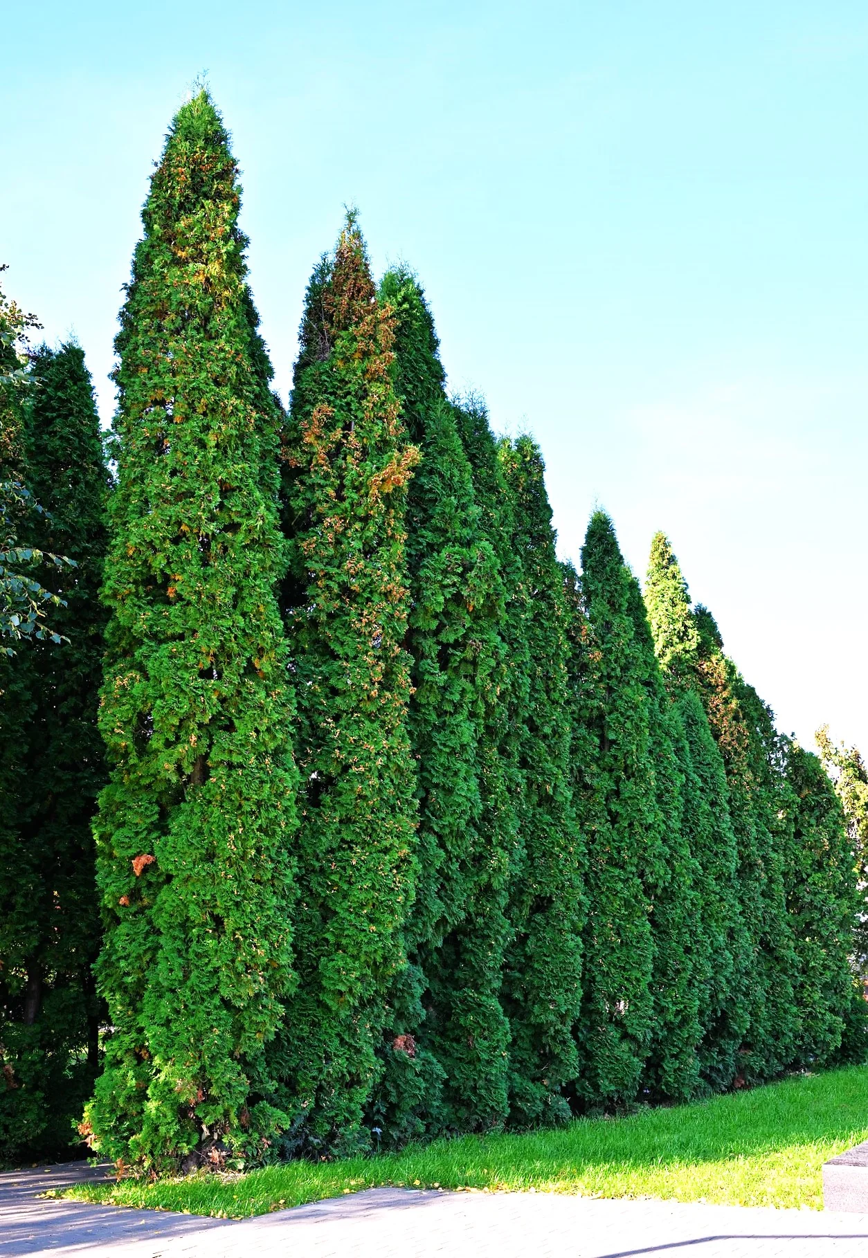 American Arborvitae (White Cedar) - Image 2
