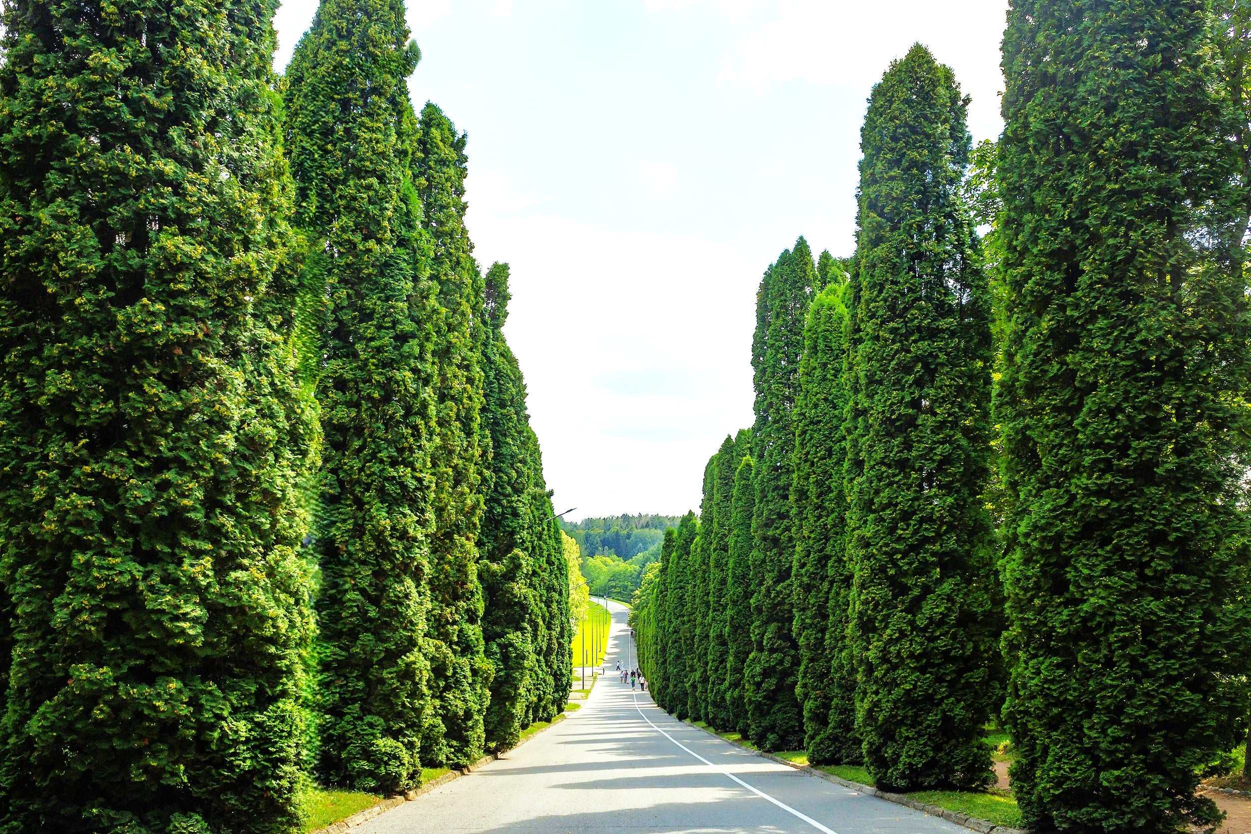 American Arborvitae (White Cedar) - Image 3