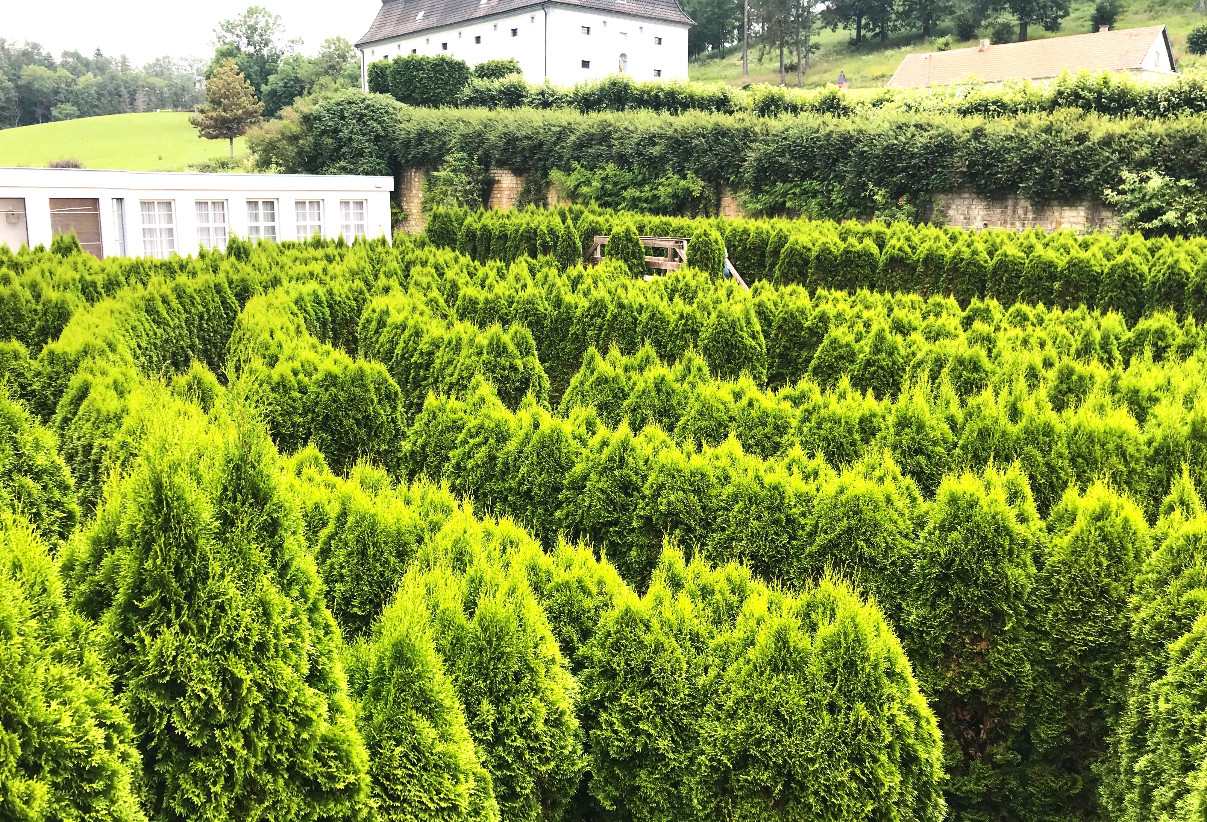 American Arborvitae (White Cedar) - Image 4