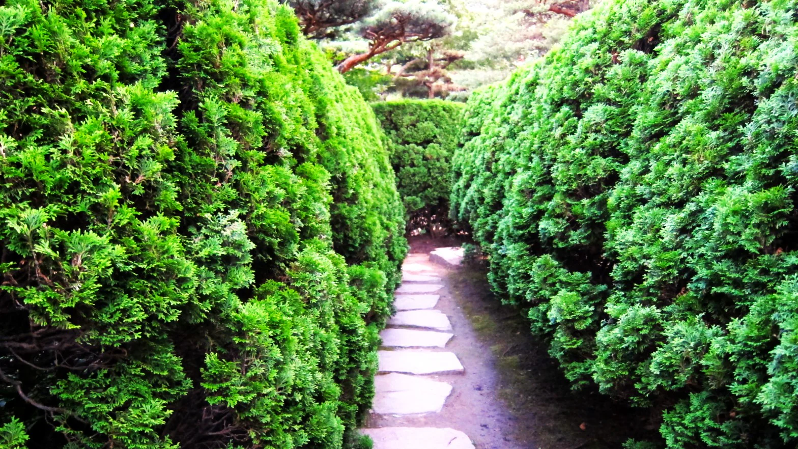 American Arborvitae (White Cedar) - Image 5