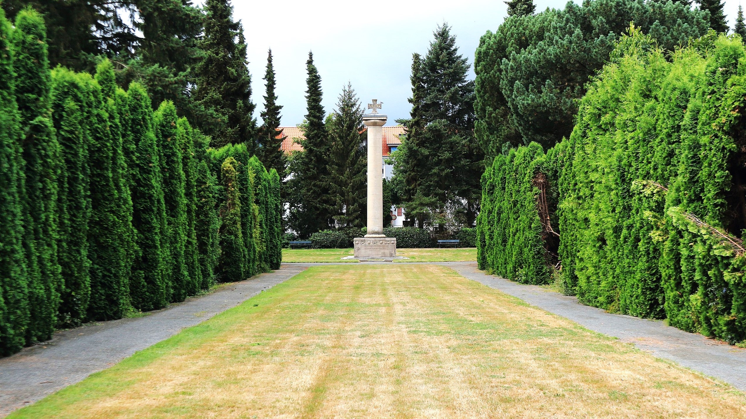 American Arborvitae (White Cedar) - Image 6