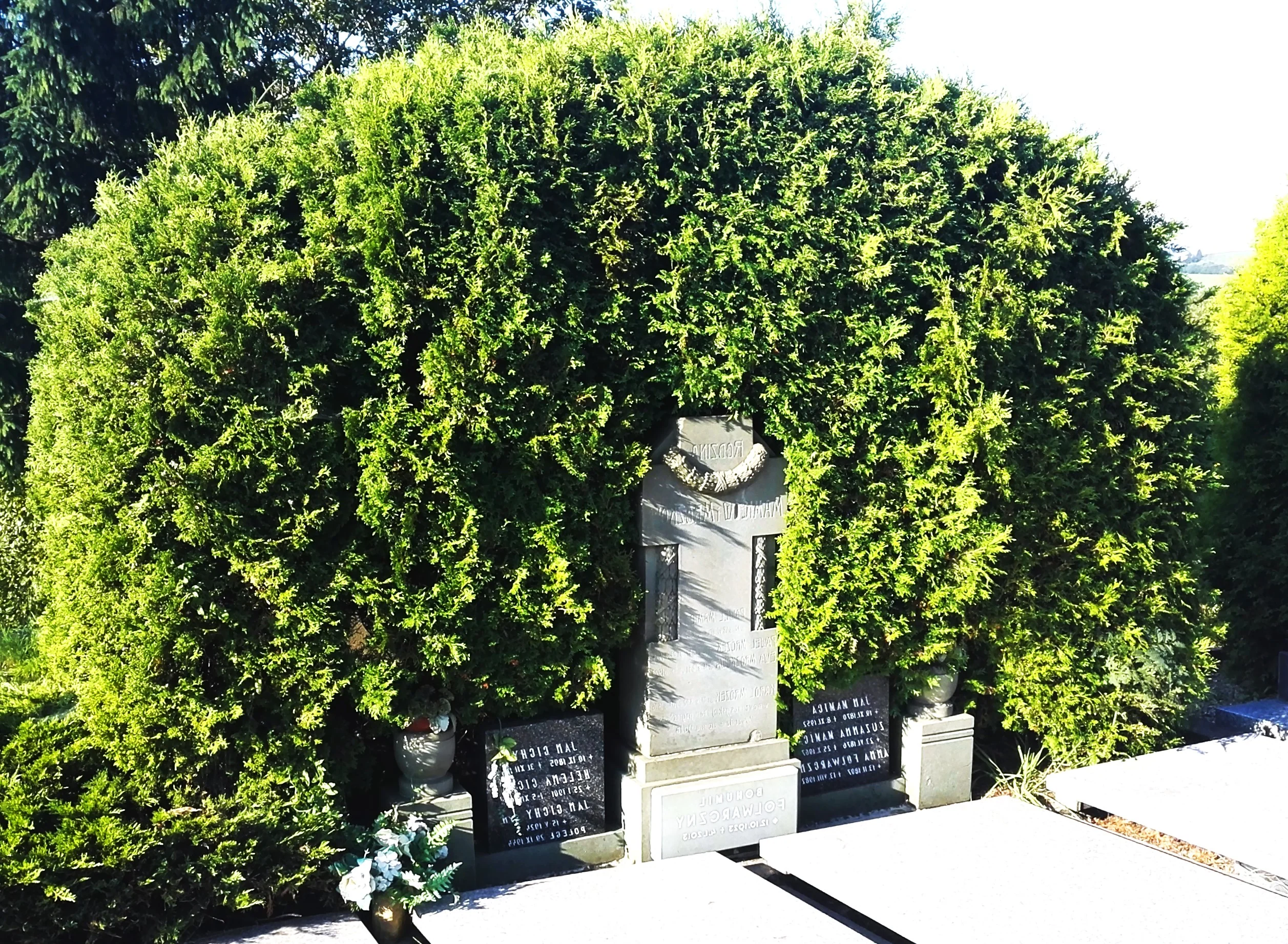 American Arborvitae (White Cedar) - Image 7
