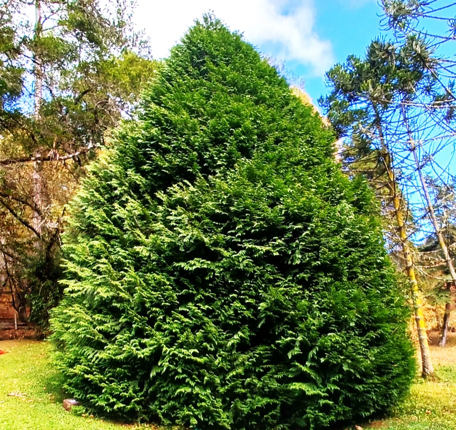 American Arborvitae (White Cedar) - Image 8
