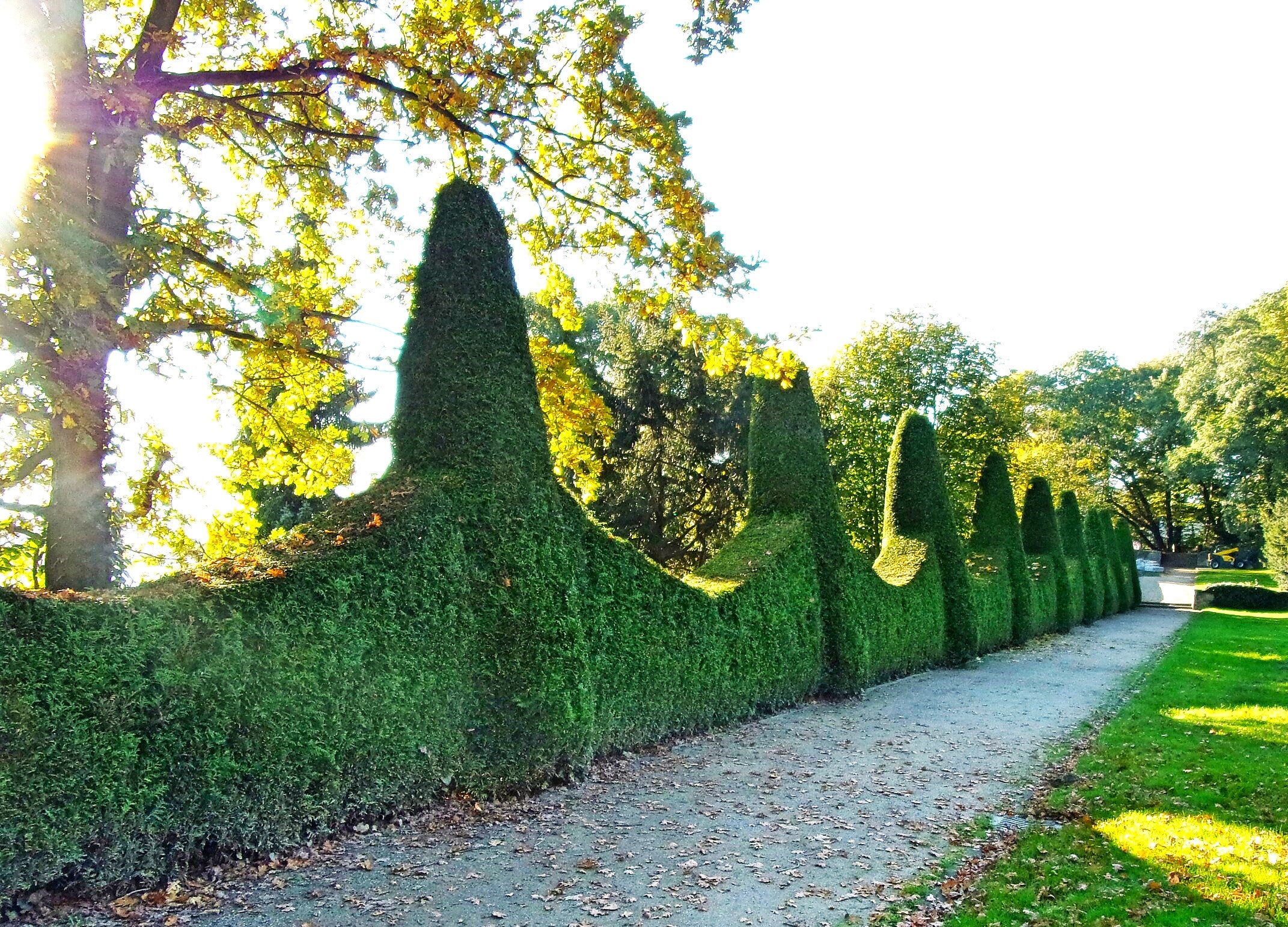 American Arborvitae (White Cedar) - Image 9