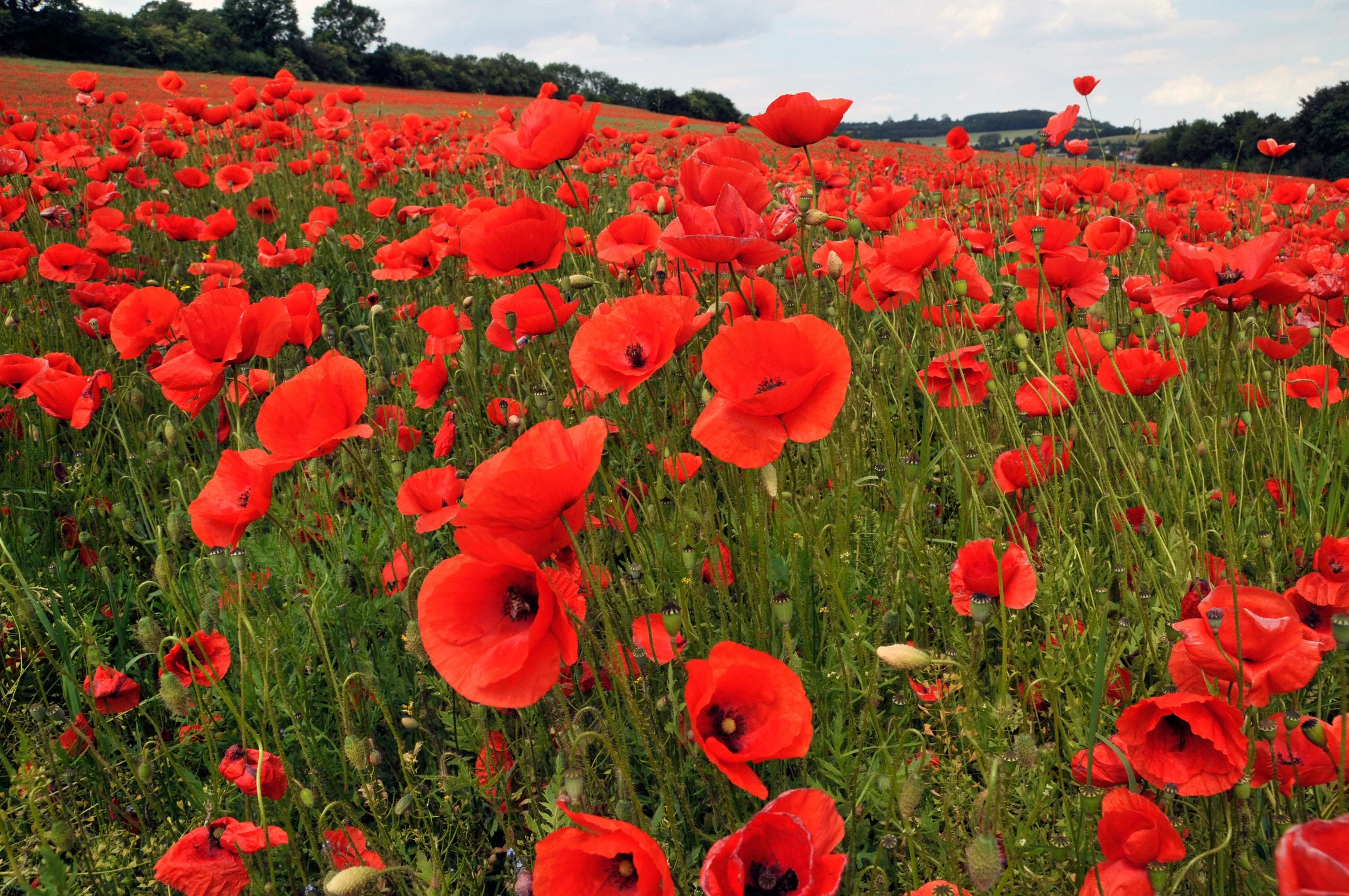 American Legion Poppy (Red Corn Poppy) - Image 3