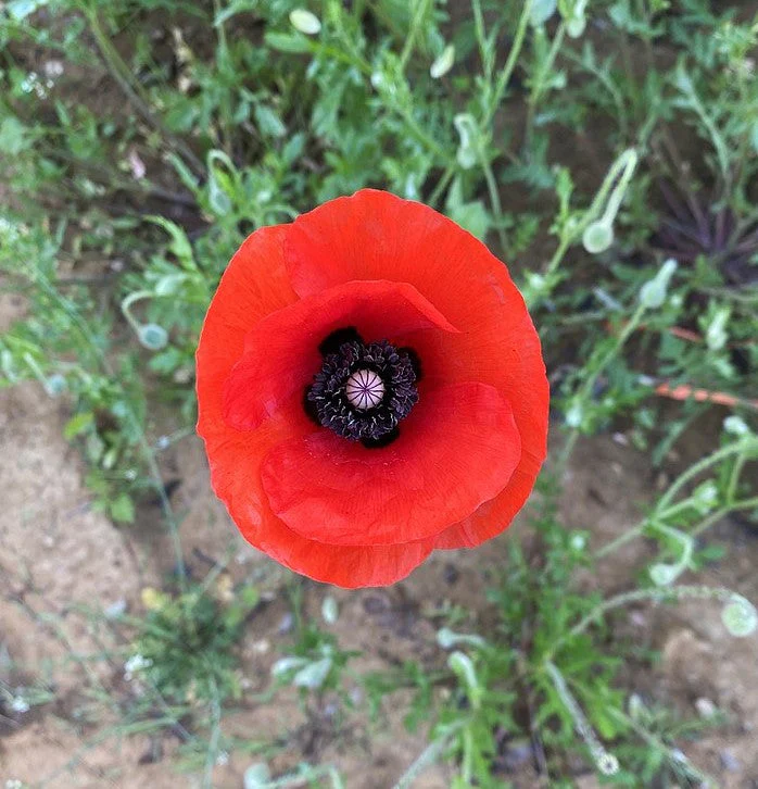 American Legion Poppy (Red Corn Poppy) - Image 4