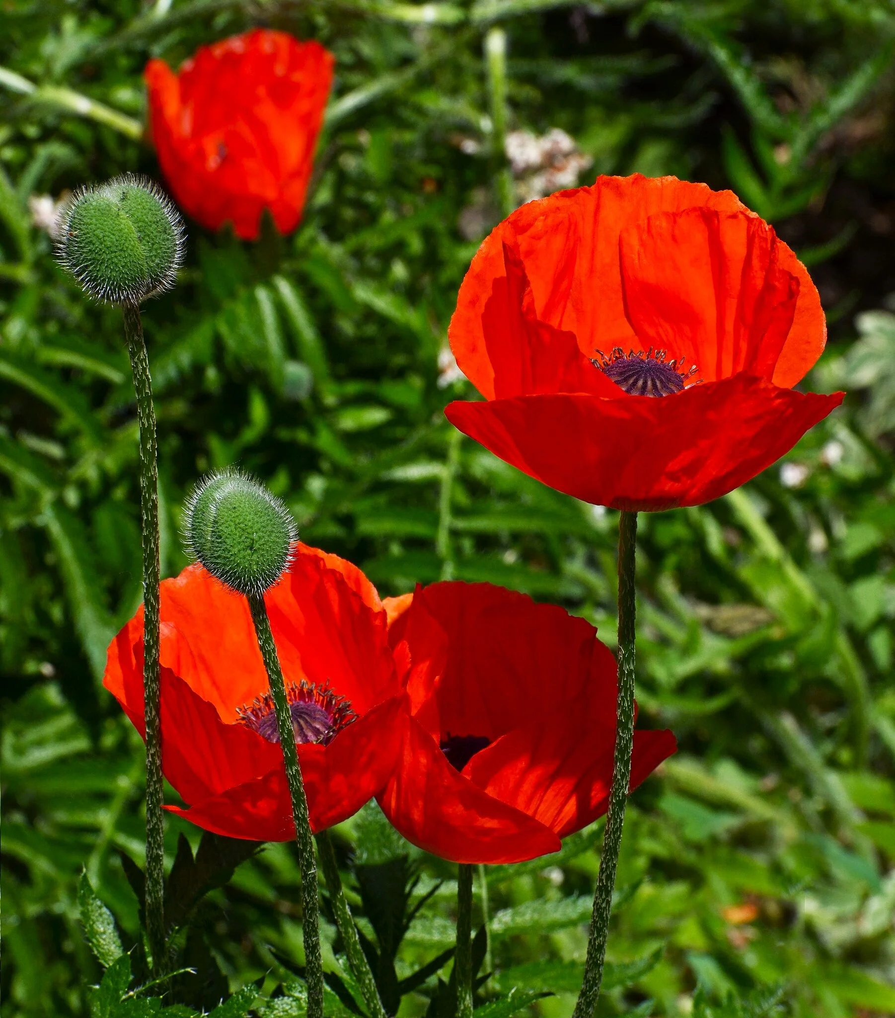 American Legion Poppy (Red Corn Poppy) - Image 5