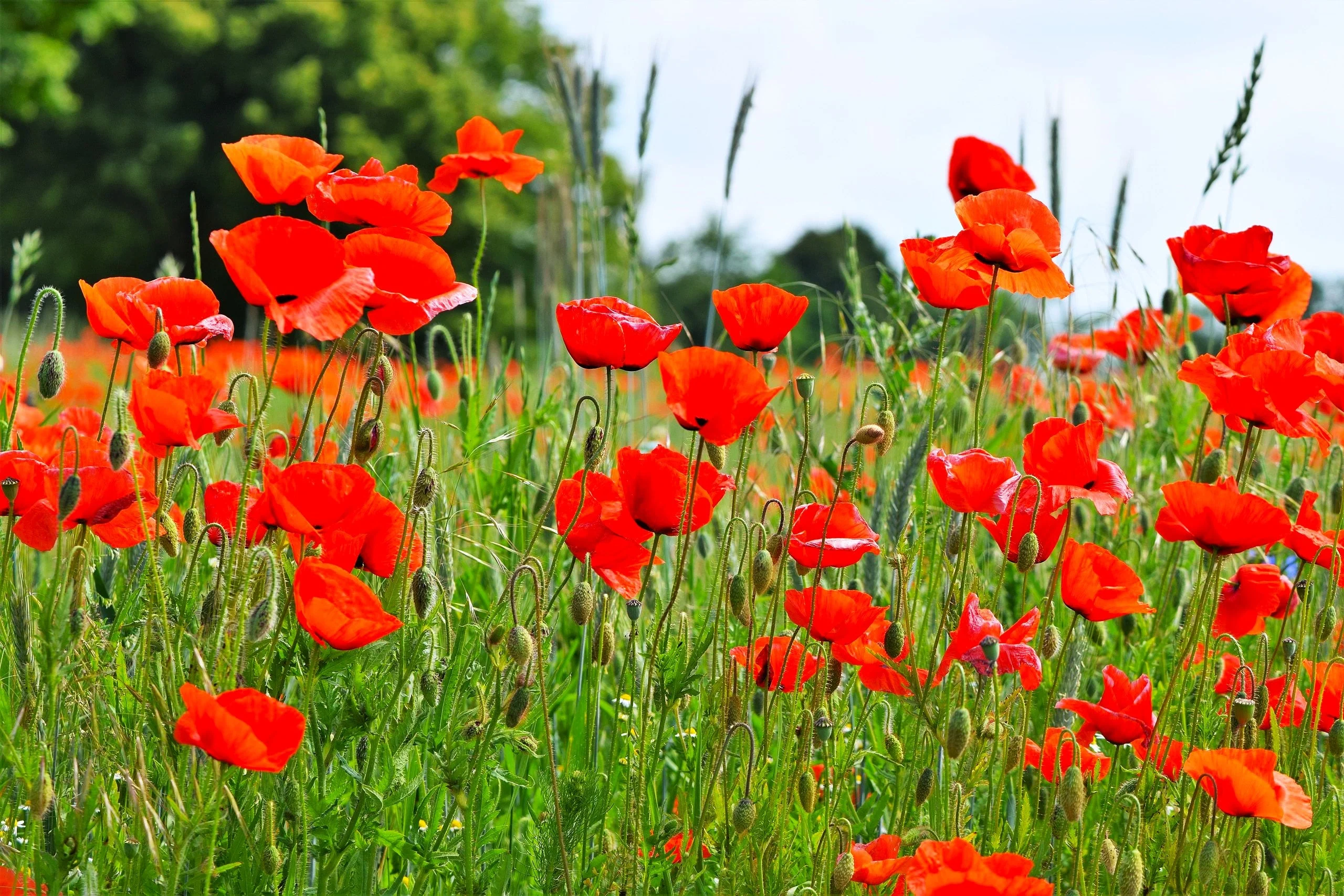 American Legion Poppy (Red Corn Poppy) - Image 6