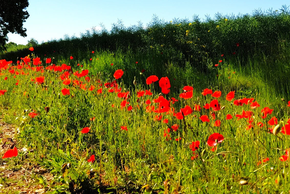 American Legion Poppy (Red Corn Poppy) - Image 7