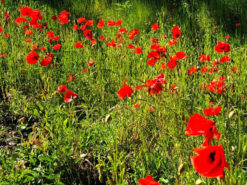 American Legion Poppy (Red Corn Poppy) - Image 8