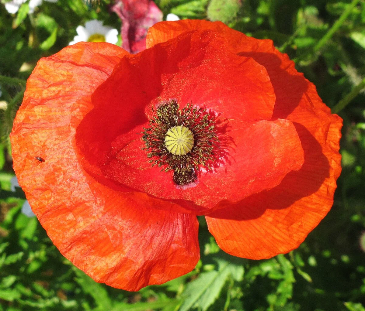 American Legion Poppy (Red Corn Poppy) - Image 9