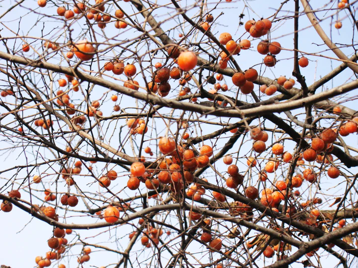 American Persimmon Tree - Image 6