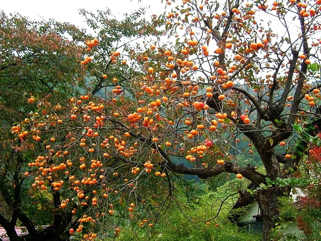 American Persimmon Tree - Image 8