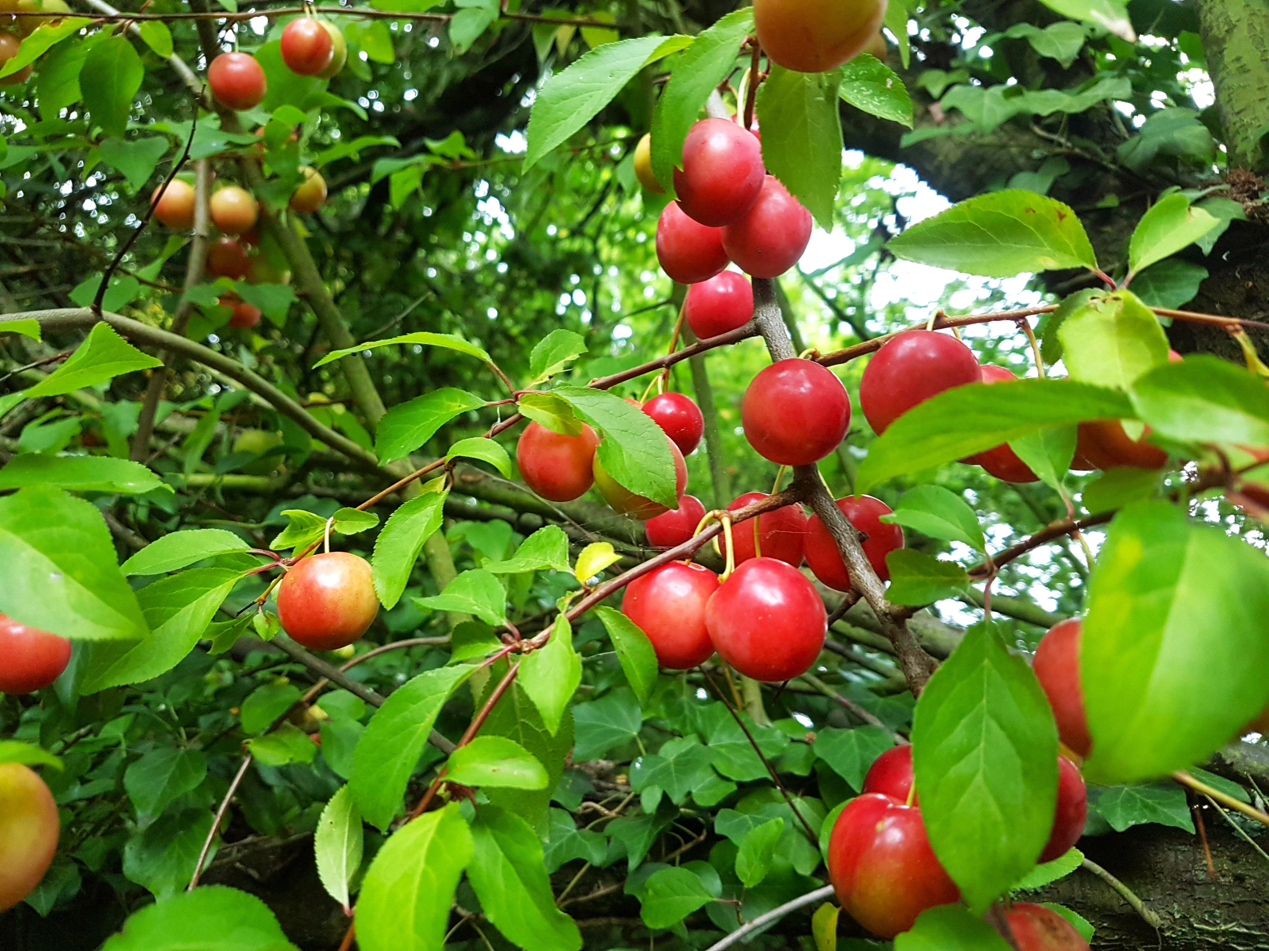 American Plum Tree - Image 2