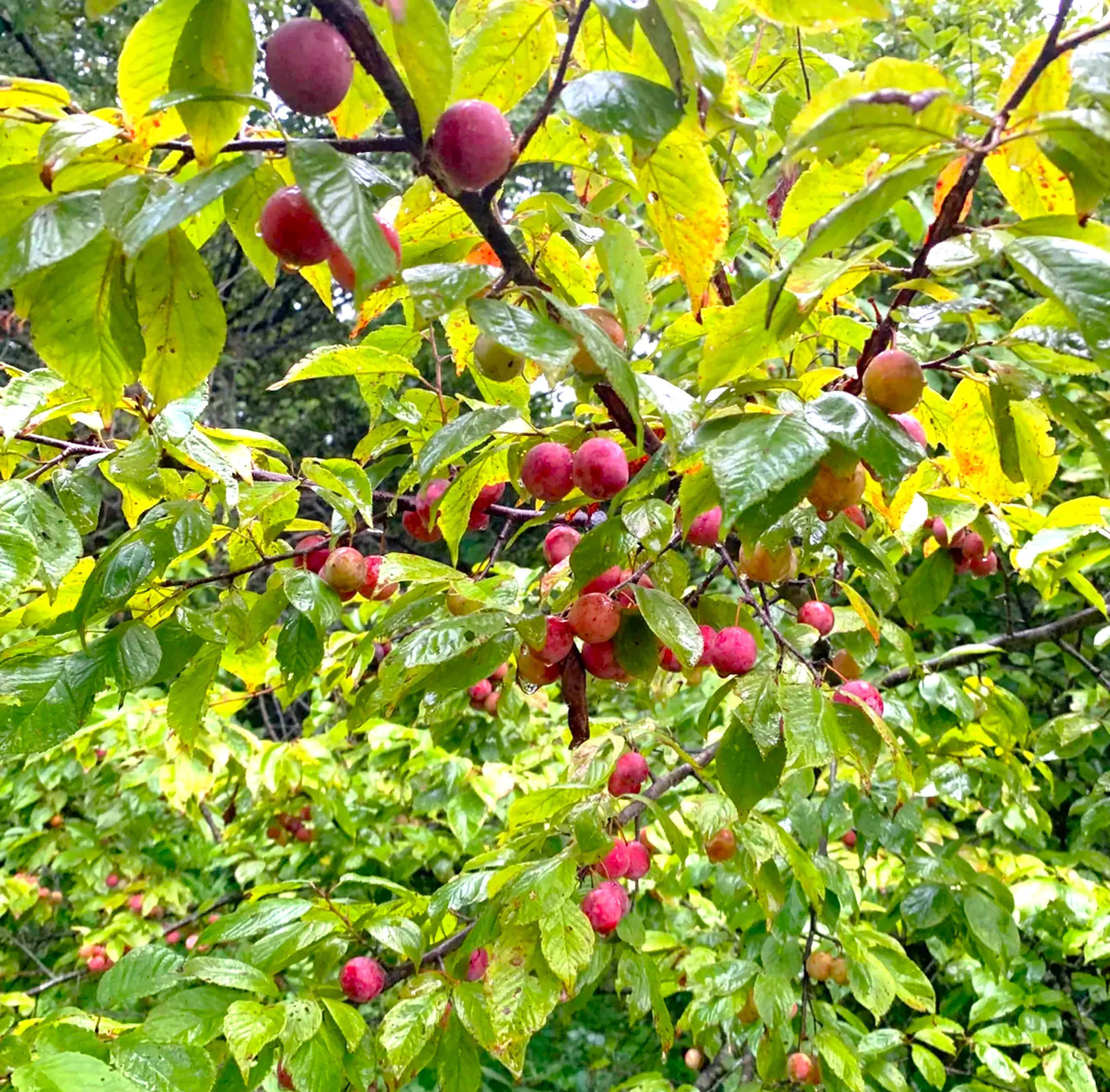 American Plum Tree - Image 3