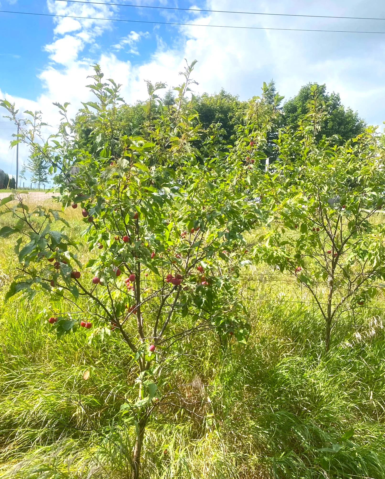 American Plum Tree - Image 4