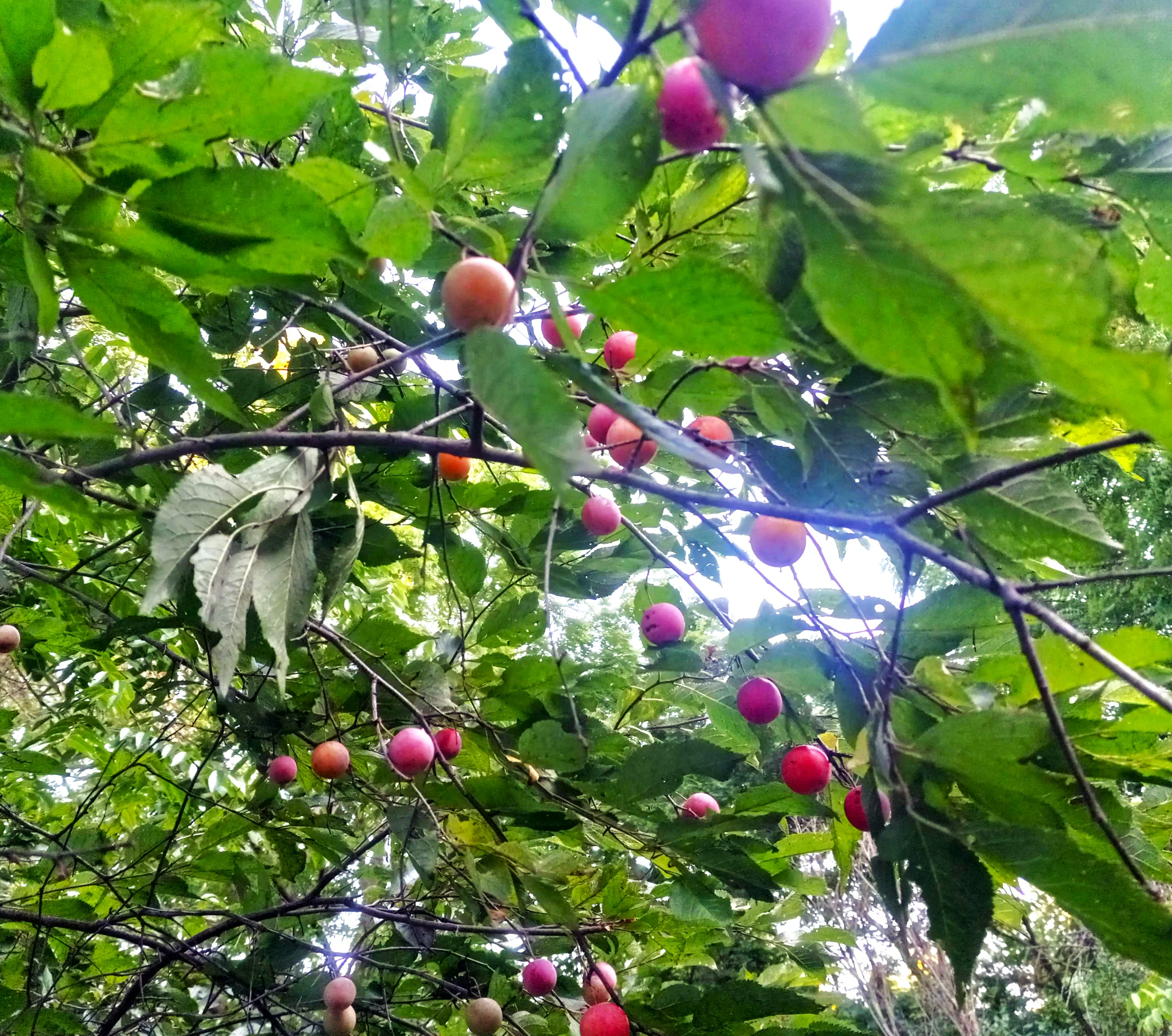 American Plum Tree - Image 5
