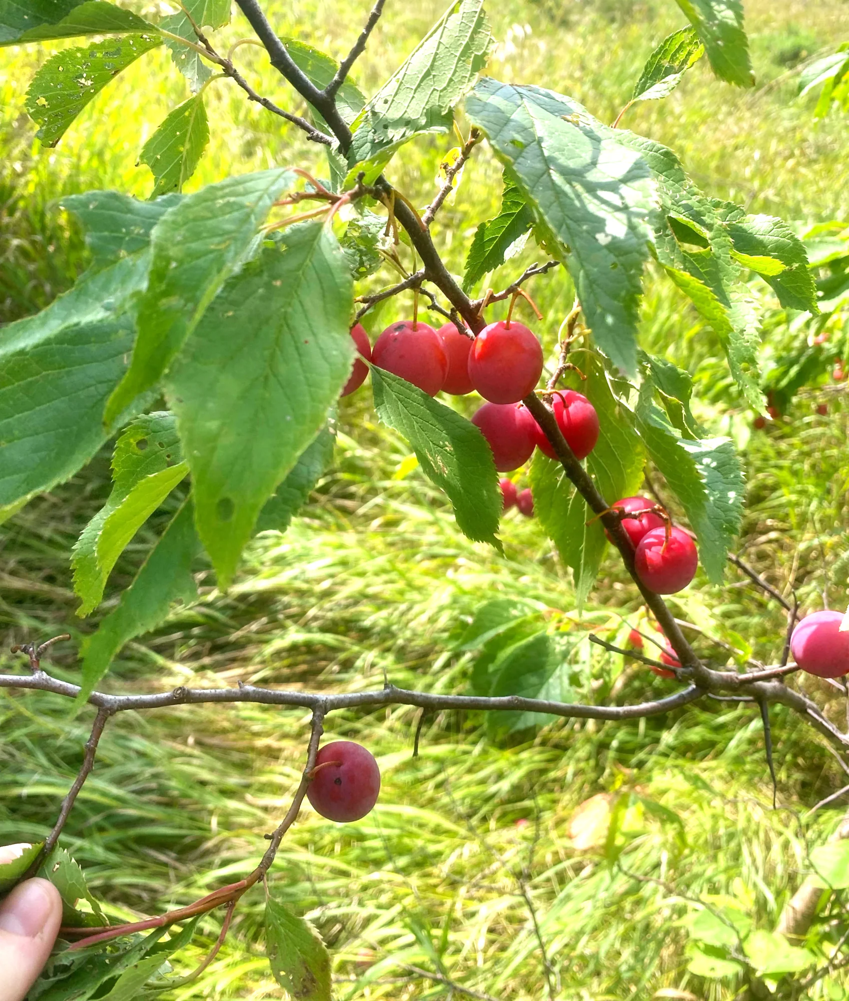 American Plum Tree - Image 6