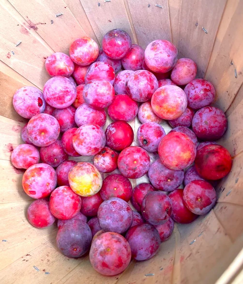 American Plum Tree - Image 7