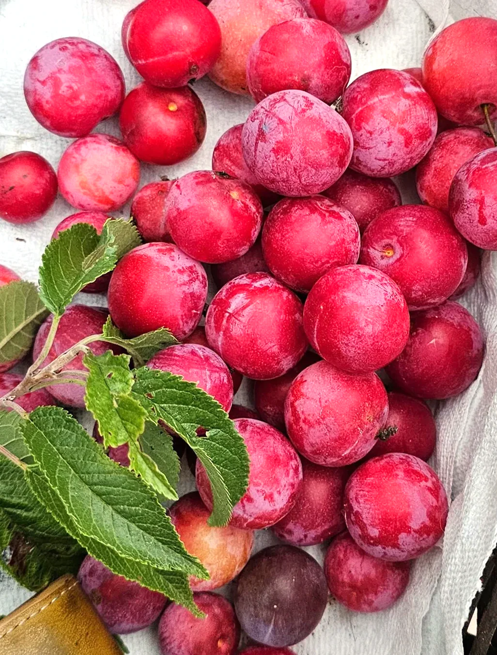 American Plum Tree - Image 8