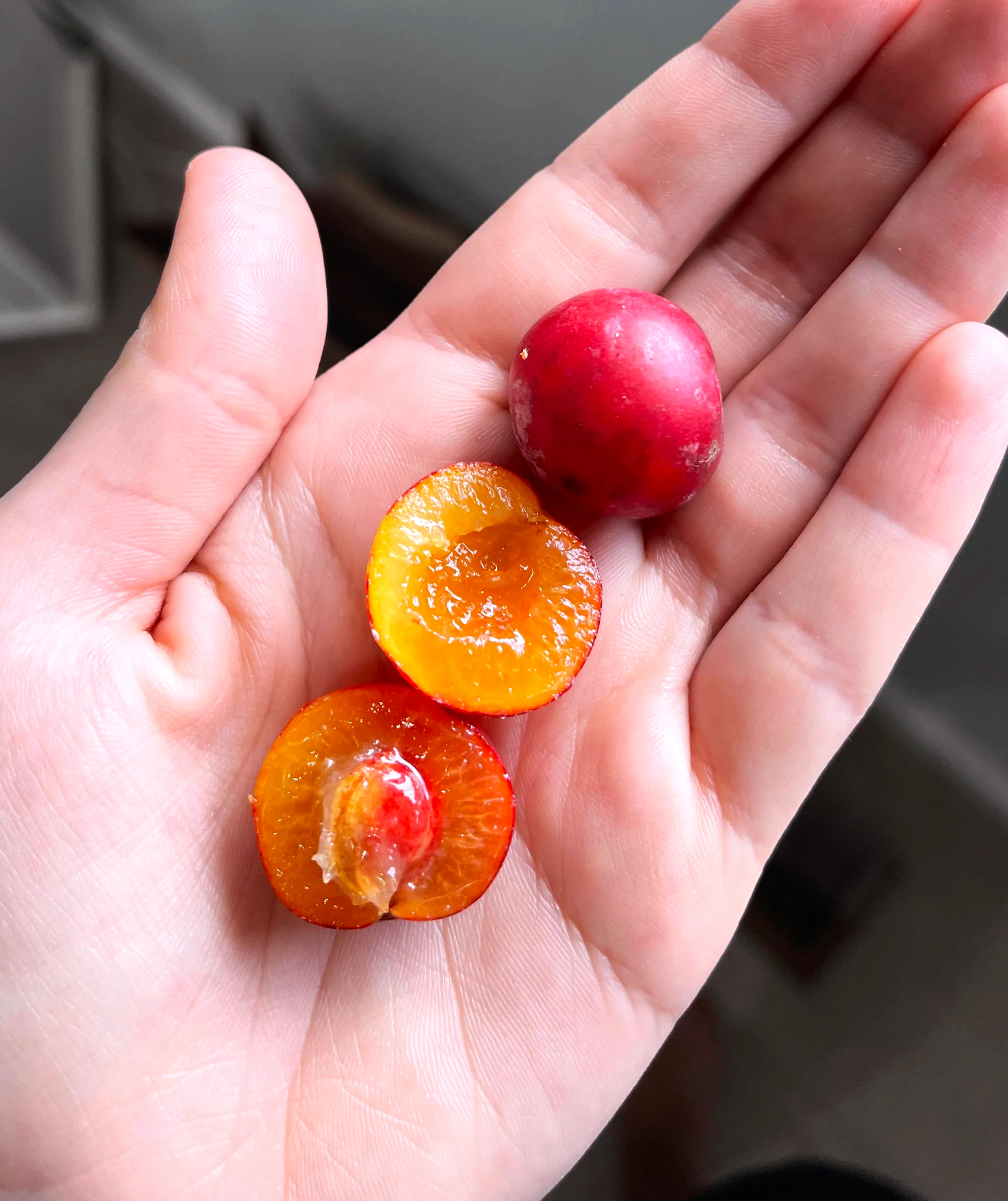 American Plum Tree - Image 9