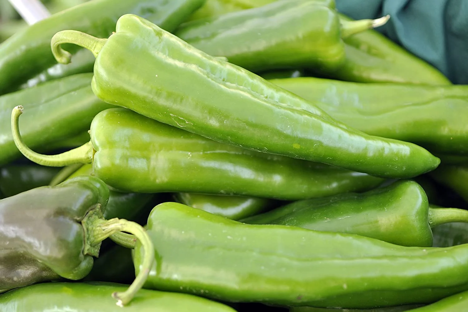 Anaheim Chile Pepper - Image 3
