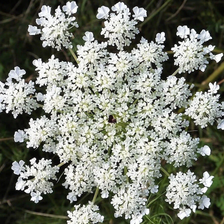 Anise