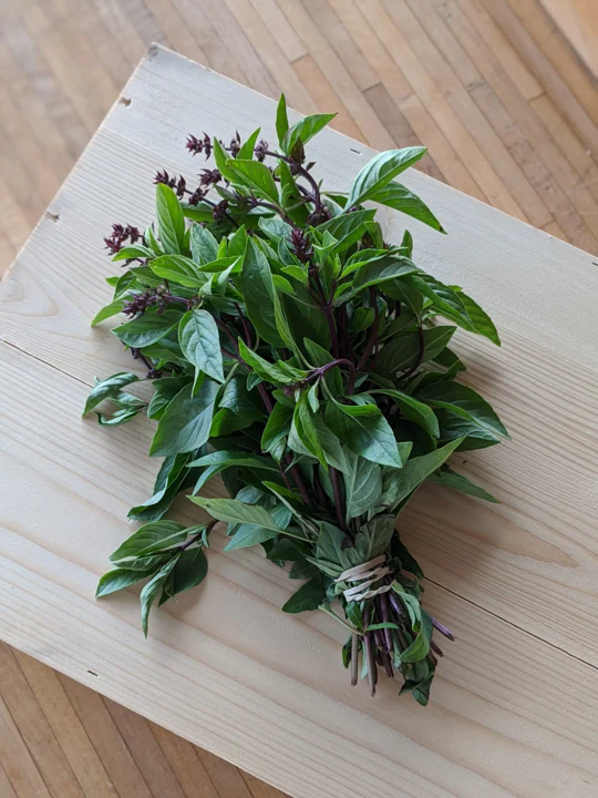 Anise Basil - Image 3