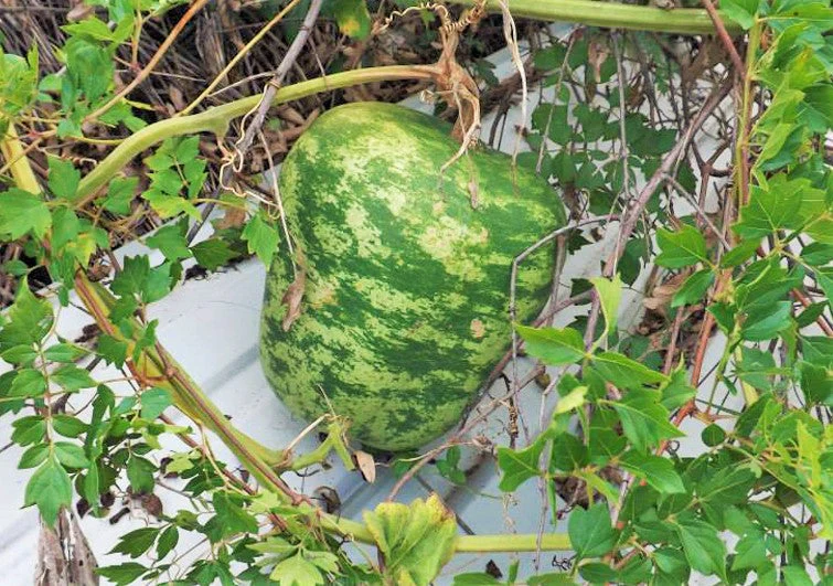 Apple Gourd - Image 11