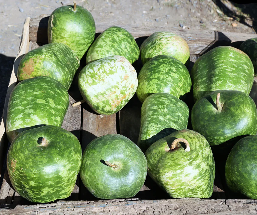Apple Gourd - Image 17