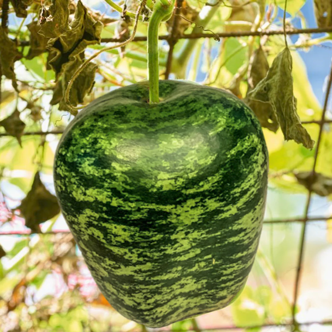 Apple Gourd - Image 18