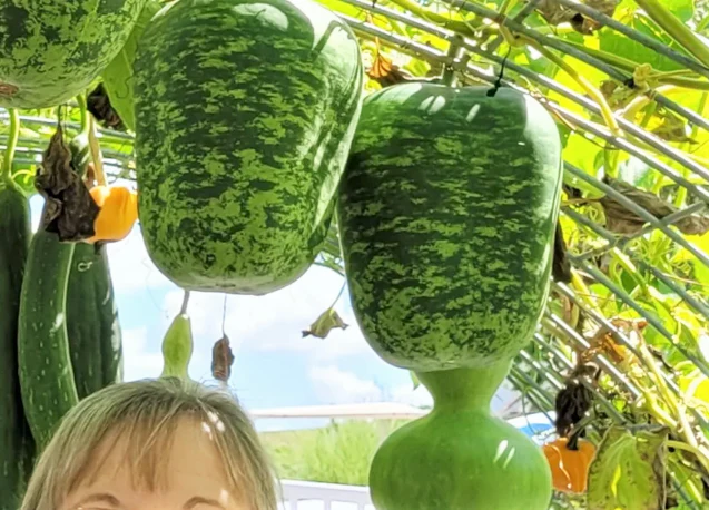 Apple Gourd - Image 3