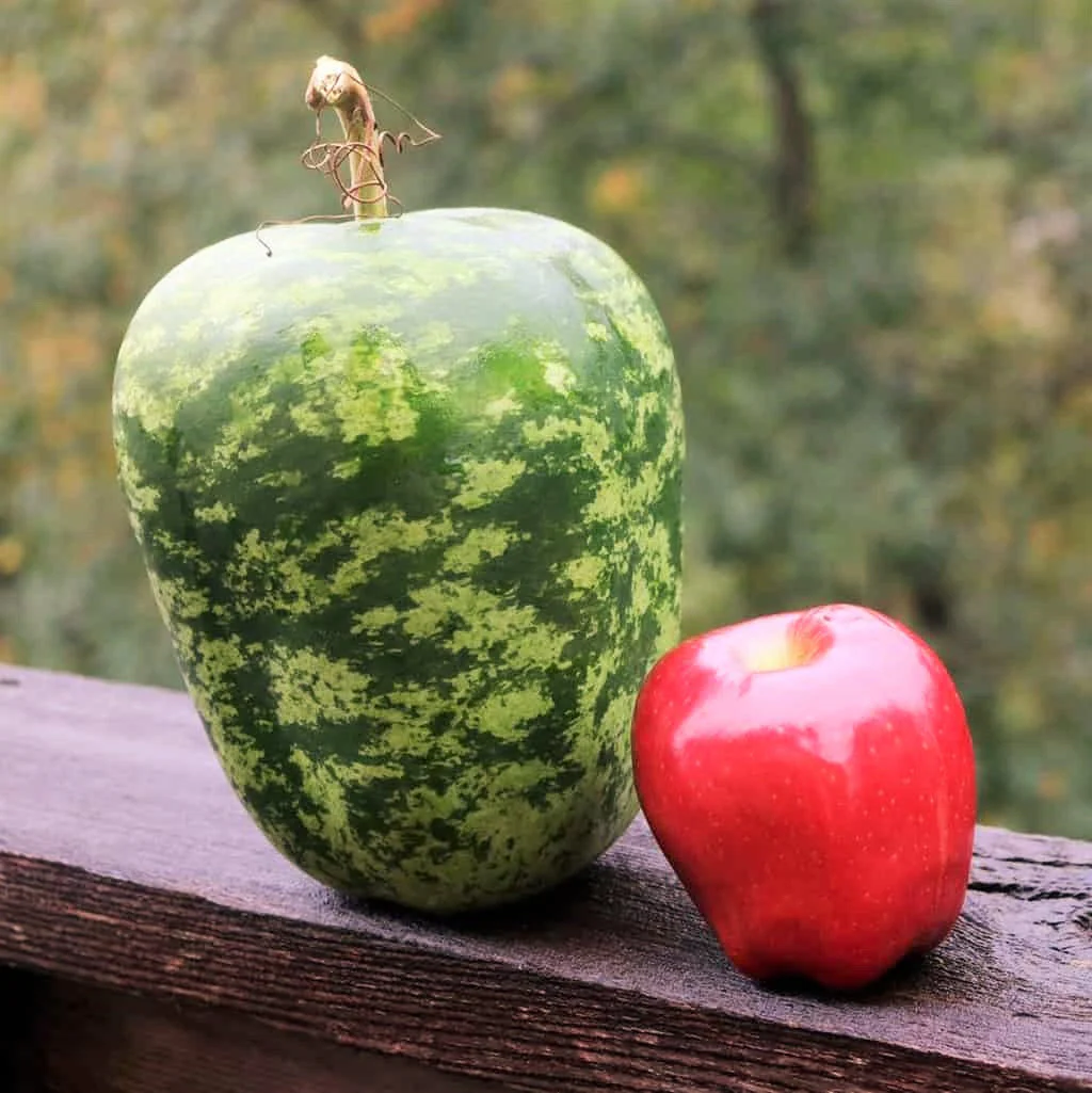 Apple Gourd - Image 6