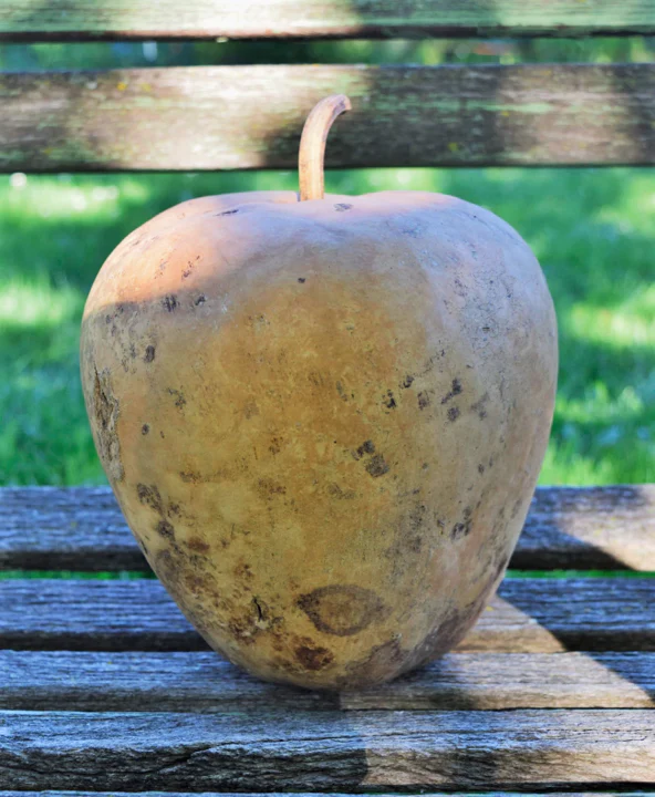 Apple Gourd - Image 9