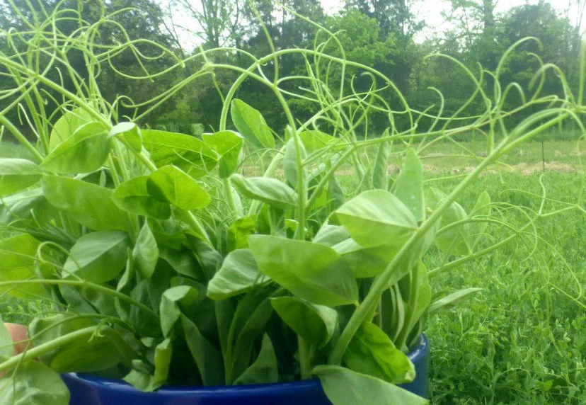 Austrian Winter English Pea - Image 18
