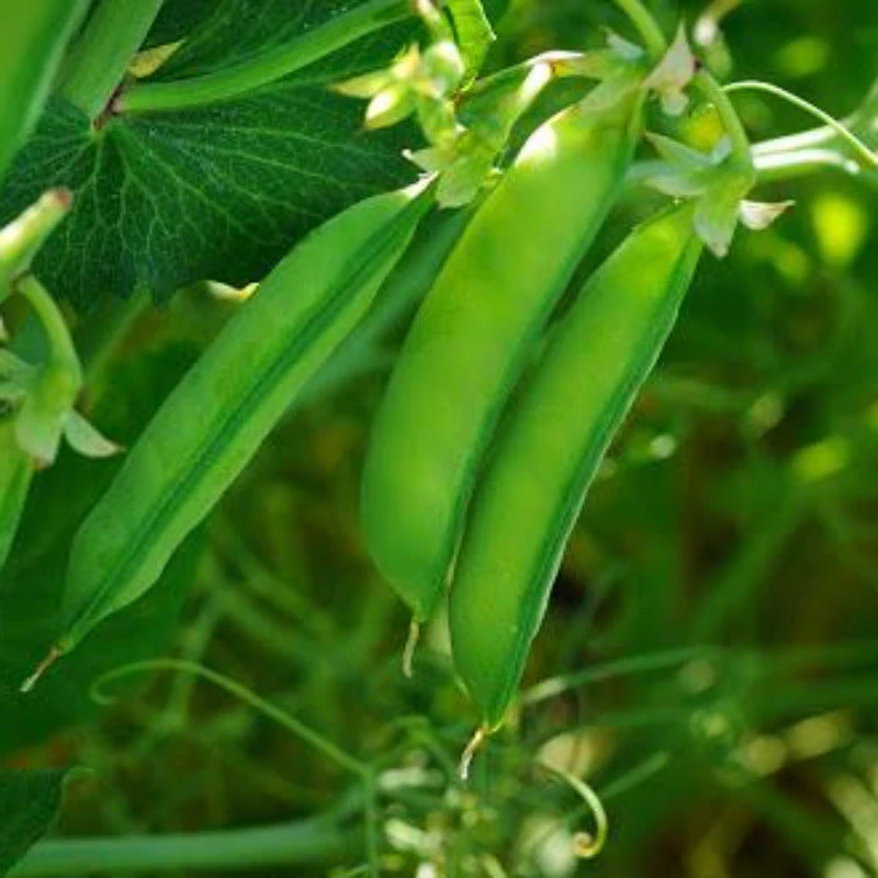 Austrian Winter English Pea - Image 4