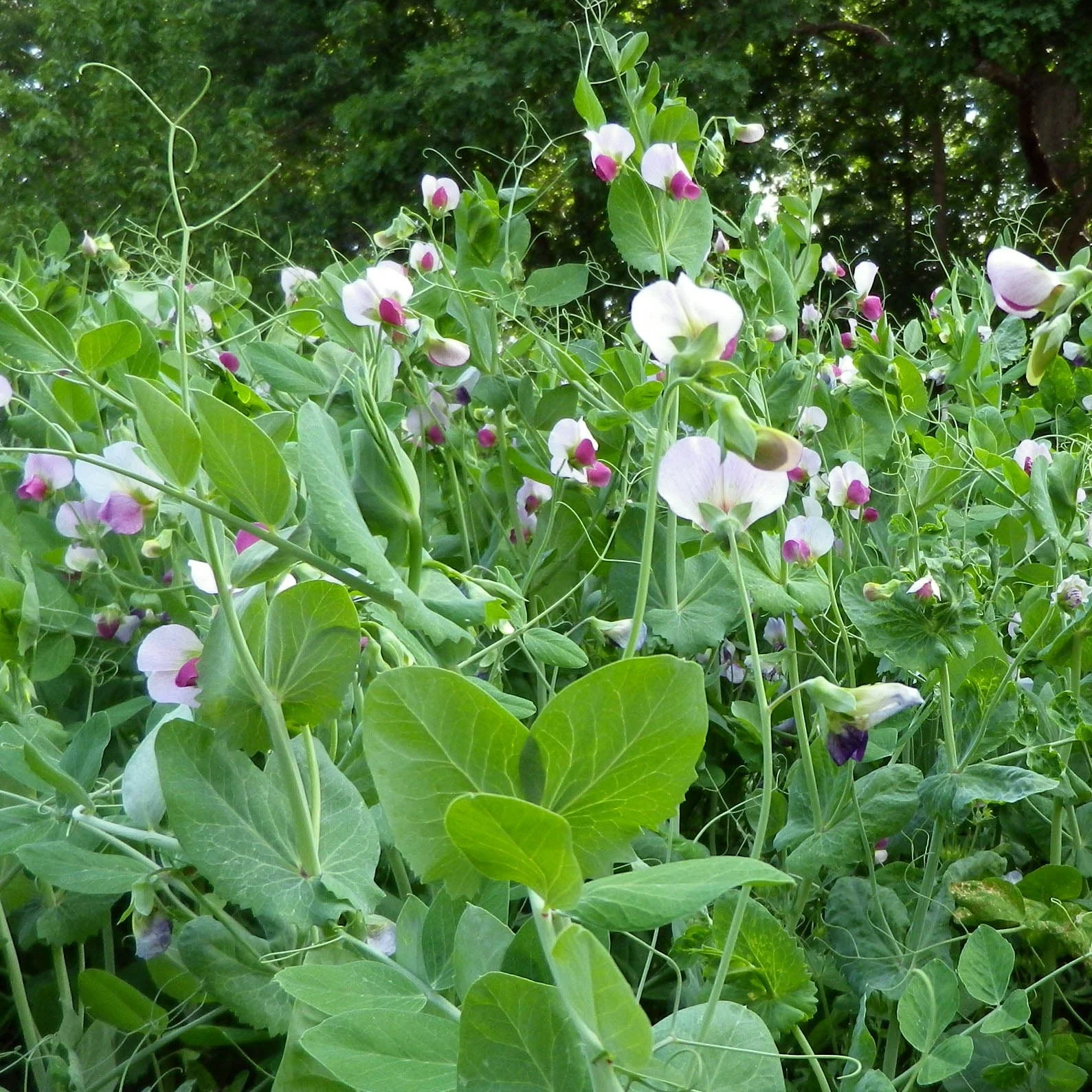 Austrian Winter English Pea - Image 5